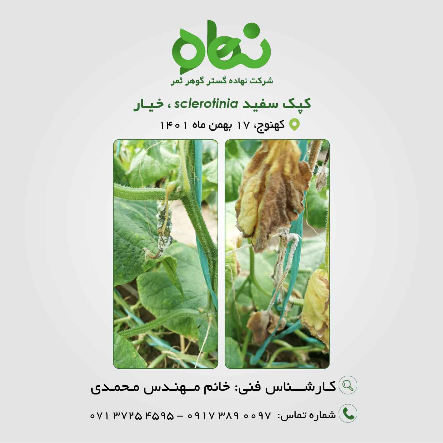 کپک سفید sclerotinia، خیار